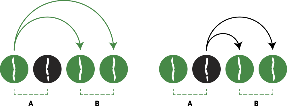 Illustration of a cell/chromosome splitting.