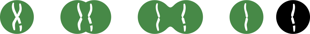 Illustration of a cell/chromosome splitting.