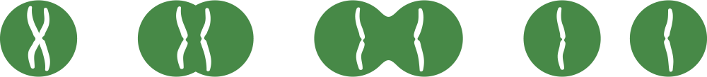 Illustration of a cell/chromosome splitting.